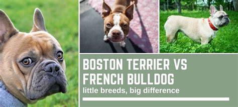 How Can You Tell The Difference Between A French Bulldog And A Boston