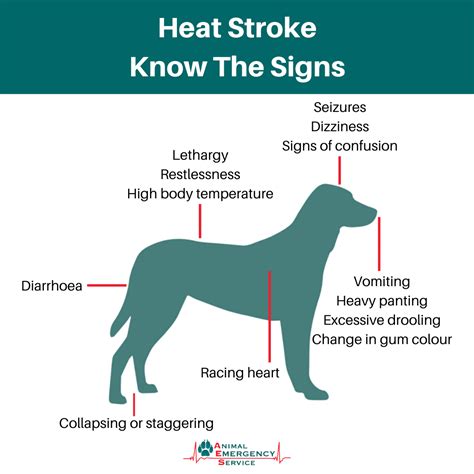 Heat Stroke In Dogs What You Need To Know Our Blog Animal