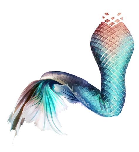 Mermaid Tail Png Free Transparent Png Vhv Images
