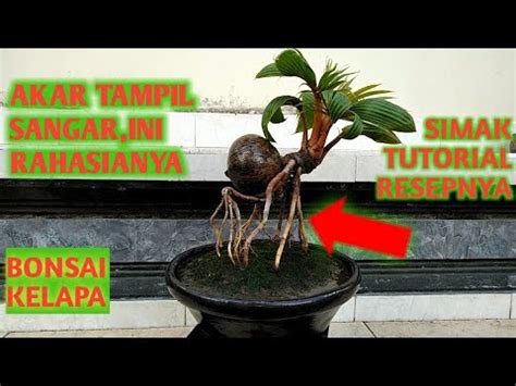  santai  cara mudah buat penggalak akar sendiri dirumah. BONSAI KELAPA (Pemupukan akar bonsai kelapa dengan pupuk ...