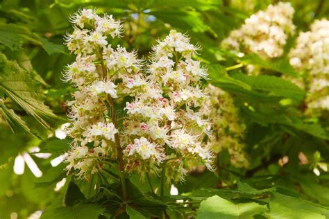 Flowers Of Chestnut Trees In Spring In The Park Stock Image Image Of