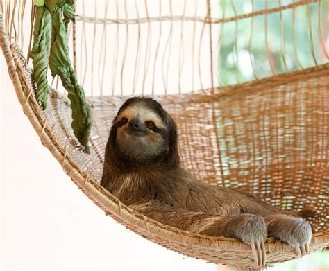 Buttercup The First Sloth Rescued By Aviarios Del Caribe Flickr