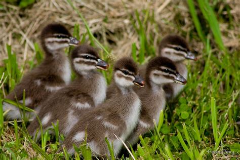 Wood Duck Ducklings By Peter Pevy Redbubble