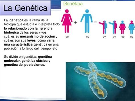 33 Genetica