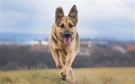 1920x1080px 1080p Free Download German Shepherd Running Dog Puppy