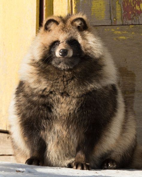 130 Japanese Raccoon Dog Prints Ideas In 2021 Japanese Raccoon Dog