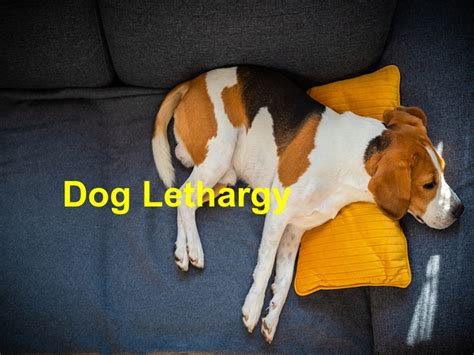 What To Do When Your Dog Is Lethargic Emergency Animal Care Braselton