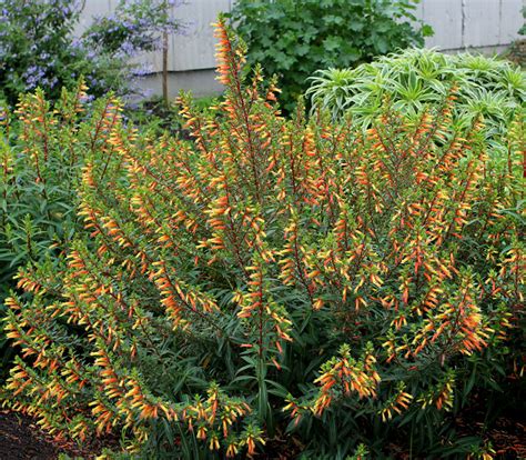 The firecracker vine (manettia inflata), also known as candy corn vine, cigar flower, is a gorgeous two color perennial flower that goes well. Cuphea micropetala "Candy Corn Plant" - Buy Online at ...