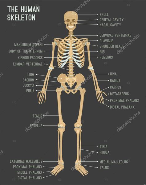 Human Body Anatomy Bone Structure Bone Structure Anatomy Explained Images