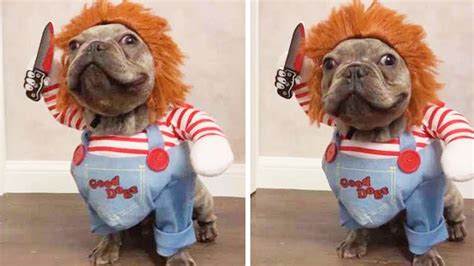 15 Funniest And Ridiculous Halloween Costumes For Dogs Youtube