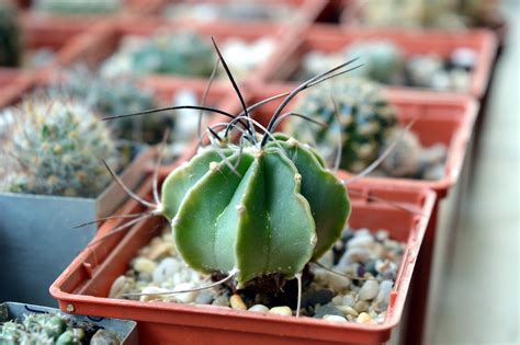 Introducing the right cactus fertilizer during the growing season can help encourage healthy growth in your grafted plant. 7 Ornamental Cactus You Must Have as Plant Lovers ...
