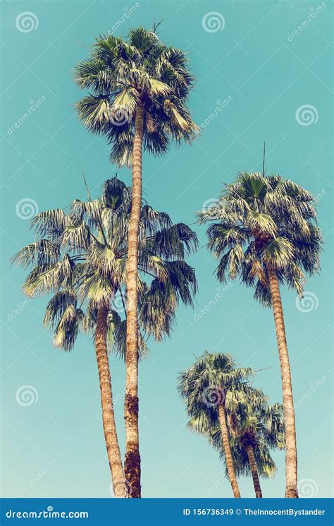 Palm Trees In Palm Springs Stock Image Image Of Oasis 156736349