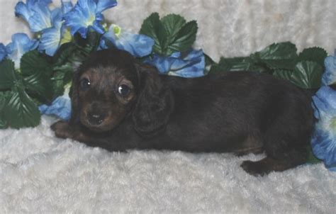 Get your puppy wormed and vaccinated at the vet first. Dachshund puppy dog for sale in Treasure Coast, Florida