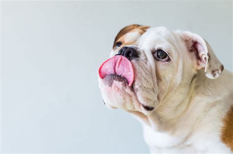 Dog Tongue Color Chart What Is A Color Of A Healthy Dog