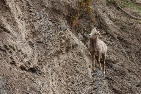 Bighorn Sheep On A Cliff — Stock Photo © Mennoschaefer 126738924
