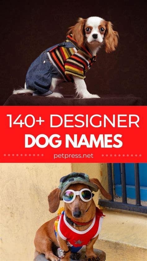 140 Best Designer Dog Names For Your Fashion Inspired Pet