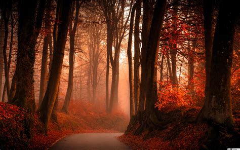 Autumn Foggy Wallpapers Wallpaper Cave