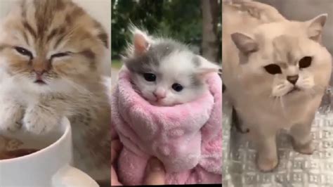 😻😻 Cute Kittens Doing Funny Things Cute And Funny Cat Compilation