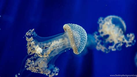 Download Wallpapers 3840x2160 Jellyfish Underwater Sea 4k Ultra