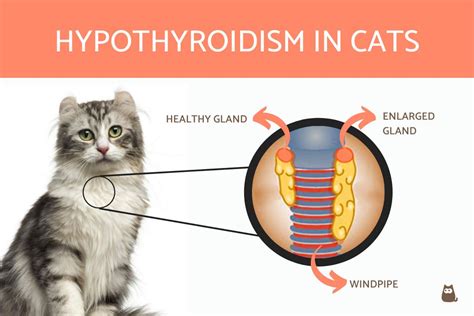 Cat And Thyroid Symptoms Cat Meme Stock Pictures And Photos The Best