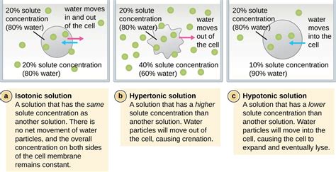 Maybe you would like to learn more about one of these? Isotonic vs. Hypotonic vs. Hypertonic Solution | Hypotonic ...