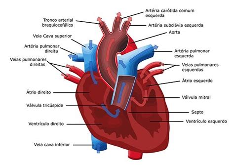 Sistema Cardiovascular Entenda O Que é E Sua Função Toda Matéria