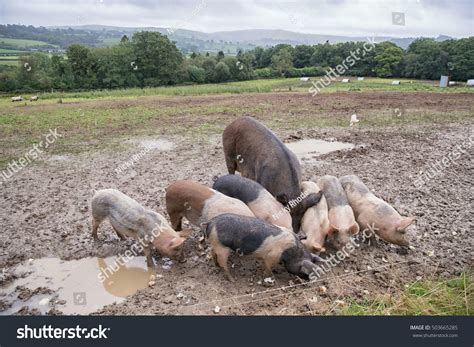 Free Range Pigs A Mother Sow With Her Piglets On The Farm Stock Photo