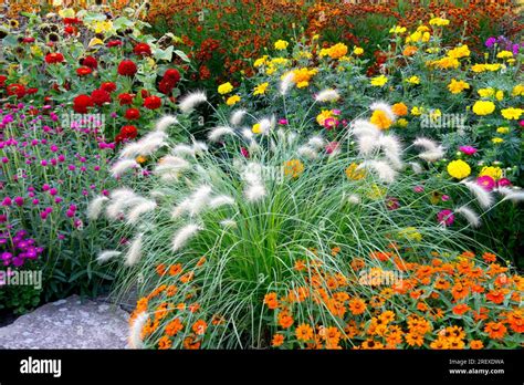 Feathertop Fountain Grass Hi Res Stock Photography And Images Alamy