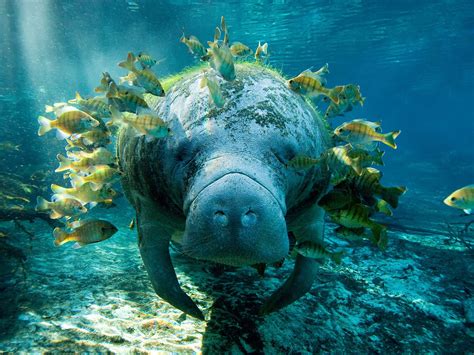 Manatee Full Hd Wallpaper And Background Image 1920x1440 Id394141
