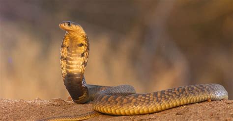 King Cobra Vs Cobra Whats The Difference A Z Animals