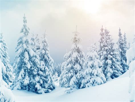 Winter HD Wallpaper | Background Image | 2560x1945