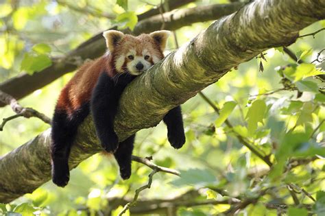 12 Red Pandas Who Cant Wait For Summer Vacation