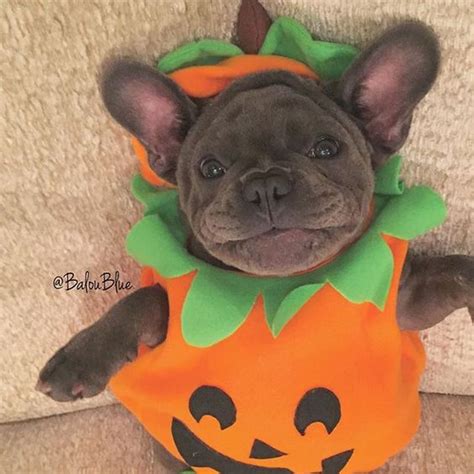 More than 160 french bulldog costumes at pleasant prices up to 18 usd fast and free worldwide shipping! 30+ Dog Halloween Costumes 2017