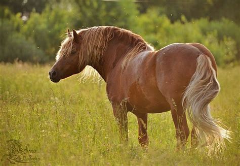 draft horse breeds visit equestrian ru rare horse breeds horses rare horses