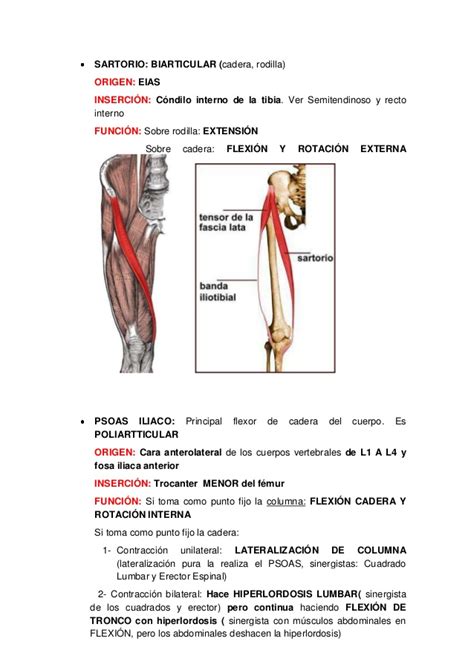 Las piernas se extienden desde la cadera hasta los pies, pasando a través de las articulaciones de las rodillas y los tobillos. Musculos muslo
