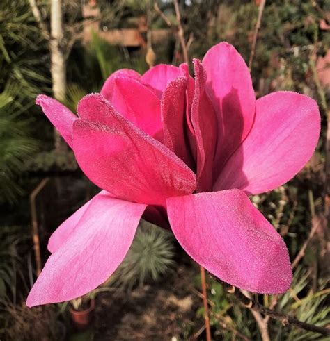 Plantfiles Pictures Magnolia Vulcan Magnolia By Kell