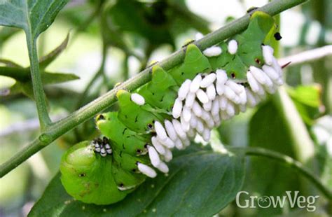 View 24 Tomato Hornworm Caterpillar Life Cycle Learnimagedanger