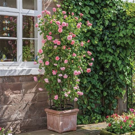 Rosenpflege Im August Tipps Und Tricks Für Ein Blumenparadies Im Garten