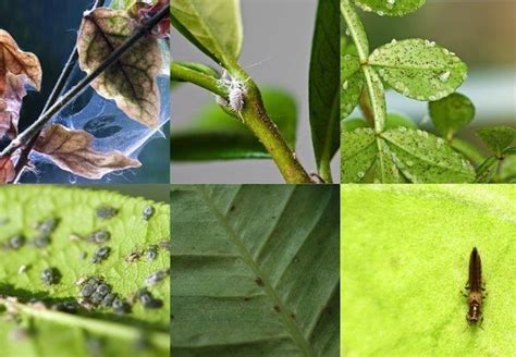 Bug Off Your Guide To Dealing With Houseplant Pests Plant Pests House Plants Bug Off