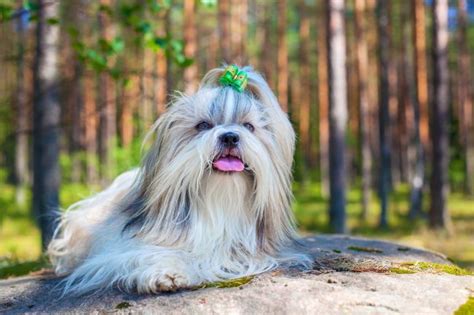 Top Ten Long Haired Dog Breeds Pawversity