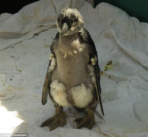 Mystery Of The Naked Penguin Chicks Who Have Lost All Their Feathers
