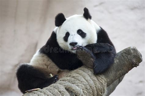 Giant Panda Stock Image Image Of White Giant Panda 162650845