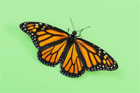 Monarch Butterfly Wings Open On Green Background Stock Image Image Of