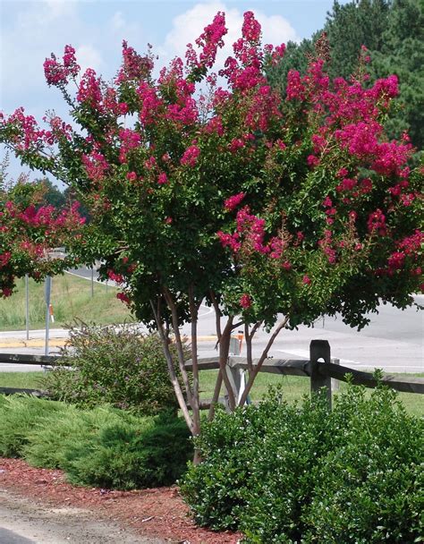 How To Properly Trim A Crepe Myrtle Tree Inspire Ideas 2022