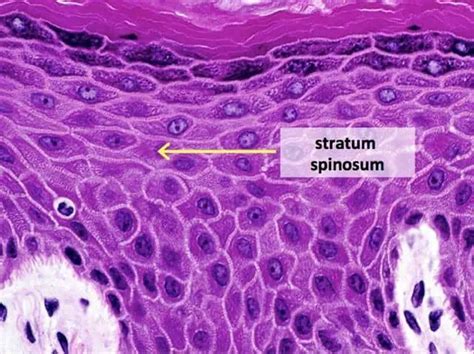 Epidermal Cells A Complete Overview Microscope Clarity