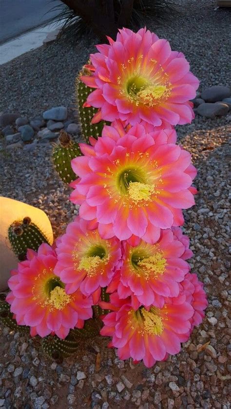 Beautiful Arizona Cactus Cactus Plants Cacti And Succulents Cactus