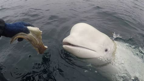 Norwegian Fishermen Remove Harness From Beluga Whale Youtube