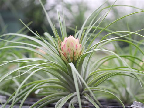 Top 10 Most Popular Air Plants Air Plant Source Air Plant Design Studio