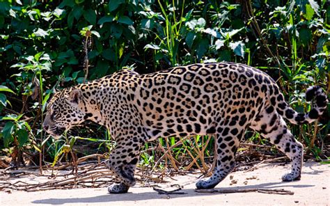 Jaguar On The Prowl Stock Photo Download Image Now Istock