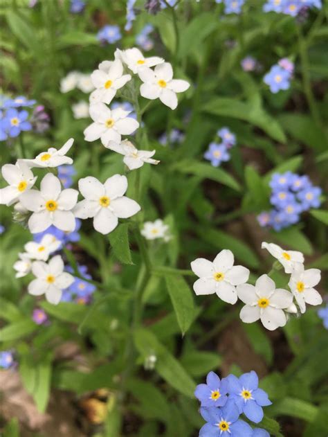 The two went for a walk down the river bank where he picked her. Forget me knots, Mom's | Flower photos, Flowers, My flower
